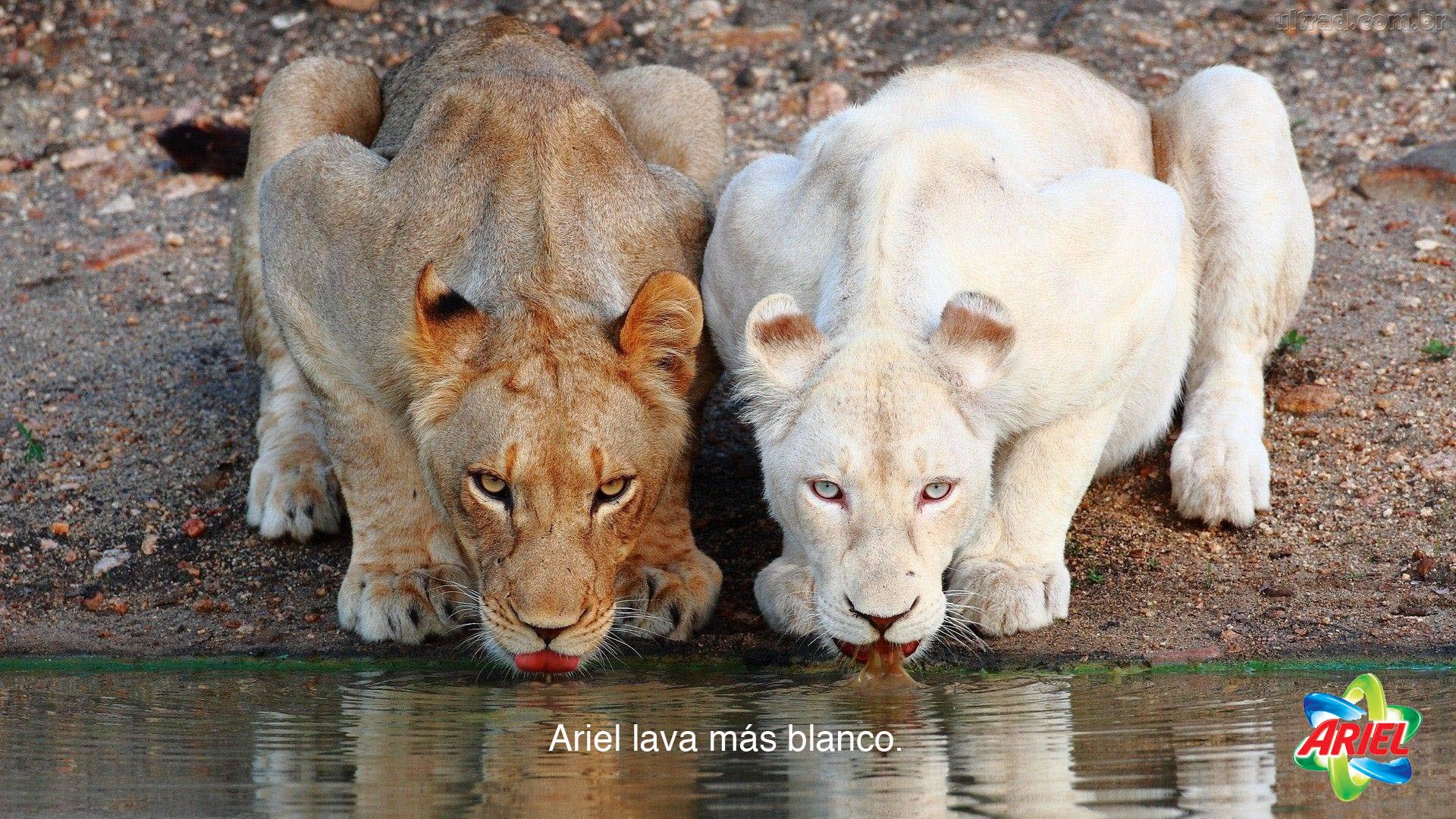 Ariel-comparativo